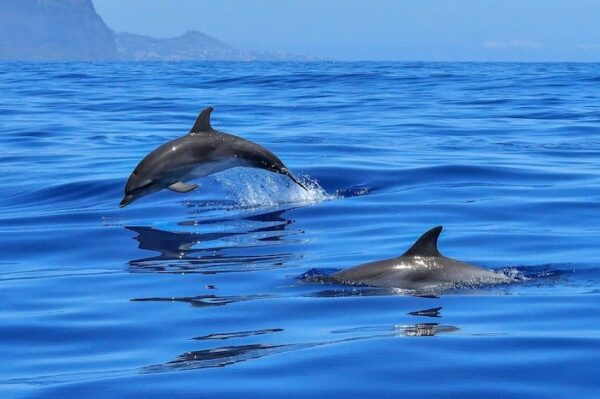 delfine-in-nerja Dolphin Encounter